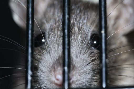 rat blockers Manchester